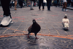 Pigeons